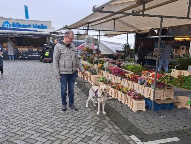 A person and a guide dog in a market